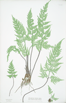 A-B. Asplenium Adiantum-nigrum. C-D. A. Adiantum-nigrum obtusum. [The black maidenhair spleenwort]