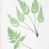 Asplenium Adiantum-nigrum acutum. [The black maidenhair spleenwort]