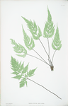 Asplenium Adiantum-nigrum acutum. [The black maidenhair spleenwort]