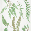 Asplenium marium. [The sea spleenwort]