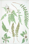 Asplenium marium. [The sea spleenwort]