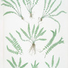 Asplenium viride. [The green spleenwort]