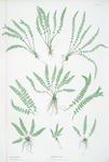 Asplenium viride. [The green spleenwort]