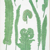 Scolopendrium vulgare. [The common harts-tongue fern]