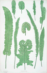 Scolopendrium vulgare. [The common harts-tongue fern]