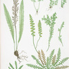 A. Ceterach officinarum. B. Gymnogramma leptophylla. C. Blechnum spicant. [The scale fern, or Scaly spleenwort -The msall-leaved gymnogram - The common hard fern]