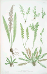 A. Ceterach officinarum. B. Gymnogramma leptophylla. C. Blechnum spicant. [The scale fern, or Scaly spleenwort -The msall-leaved gymnogram - The common hard fern]