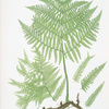 Pteris aquilina. [The common brakes, or Bracken]