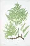 Pteris aquilina. [The common brakes, or Bracken]