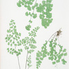 Adiantum Capillus-Veneris. [The common maidenhair fern]