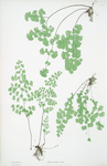 Adiantum Capillus-Veneris. [The common maidenhair fern]