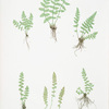 A. Woodsia ilvensis. B. W. alpina. [The oblong woodsia - The Alpine, or Deltoid woodsia]