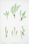 A. Woodsia ilvensis. B. W. alpina. [The oblong woodsia - The Alpine, or Deltoid woodsia]