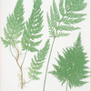 Trichomanes radicans. [The European bristle fern]