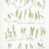 A. Hymenophyllum tunbridgense. B. H. unilaterale. [ The tunbridge film fern]
