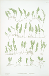 A. Hymenophyllum tunbridgense. B. H. unilaterale. [ The tunbridge film fern]