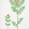Osmunda regalis. [The royal, or Flowering fern]
