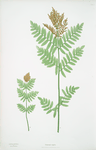 Osmunda regalis. [The royal, or Flowering fern]