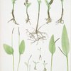 A. Botrychium Lunaria. B. Ophioglossum vulgatum. C. O. lusitanicum. [The common moonwort- The common adder's tongue - The dwarf adder's tongue]