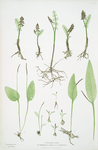 A. Botrychium Lunaria. B. Ophioglossum vulgatum. C. O. lusitanicum. [The common moonwort- The common adder's tongue - The dwarf adder's tongue]