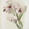 Cattleya labiata.