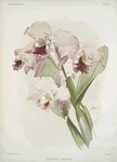 Cattleya labiata.