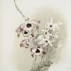 Dendrobium (hybridum) venus; Dendrobium (hybridum) cassiope.