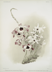 Dendrobium (hybridum) venus; Dendrobium (hybridum) cassiope.