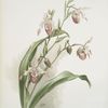 Selenipedium (hybridum) weidlichianum.