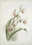 Selenipedium (hybridum) weidlichianum.