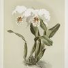 Cattleya mossiæ var reineckiana.