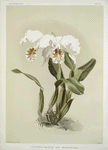 Cattleya mossiæ var reineckiana.