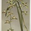 Cymbidium lowianum.