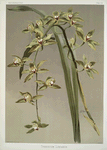 Cymbidium lowianum.