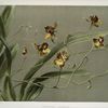 Oncidium loxense.