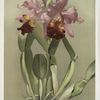 Cattleya (hybrida) hardyana.