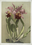 Cattleya (hybrida) hardyana.