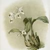 Coelogyne sanderæ.