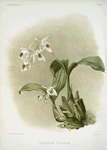 Coelogyne sanderæ.