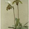 Cypripedium leeanum var giganteum.