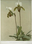 Cypripedium leeanum var giganteum.