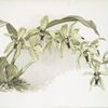Coelogyne pandurata.