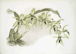 Coelogyne pandurata.