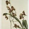 Oncidium superbiens.
