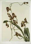 Oncidium superbiens.