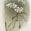 Dendrobium Johnsoniæ.