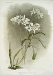 Dendrobium Johnsoniæ.