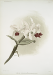 Lælia hybrida behrensiana.