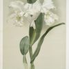 Cattleya mendelii quorndon house var.