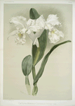 Cattleya mendelii quorndon house var.